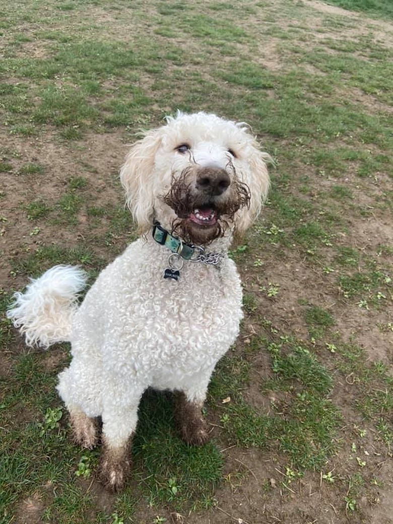 white dog with dirty face