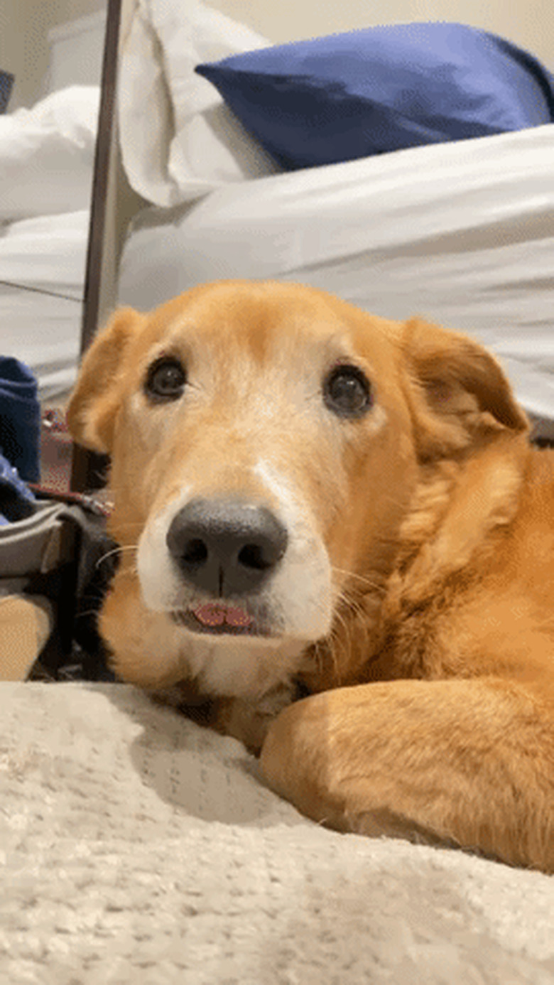 Dog winks with its tongue poking out