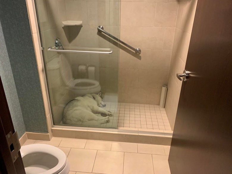 Dog sleeping in a shower