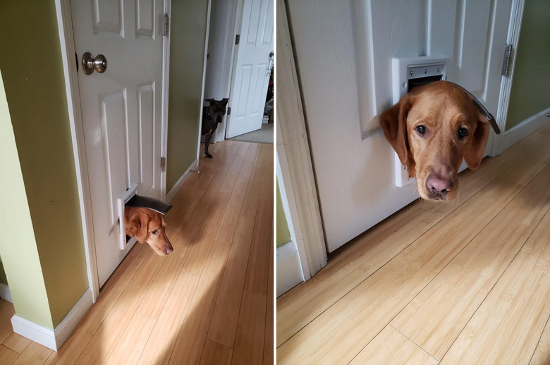 Dog with its head sticking through cat door