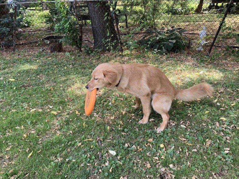 Dog holding a Frisbee in its mouth as it squats