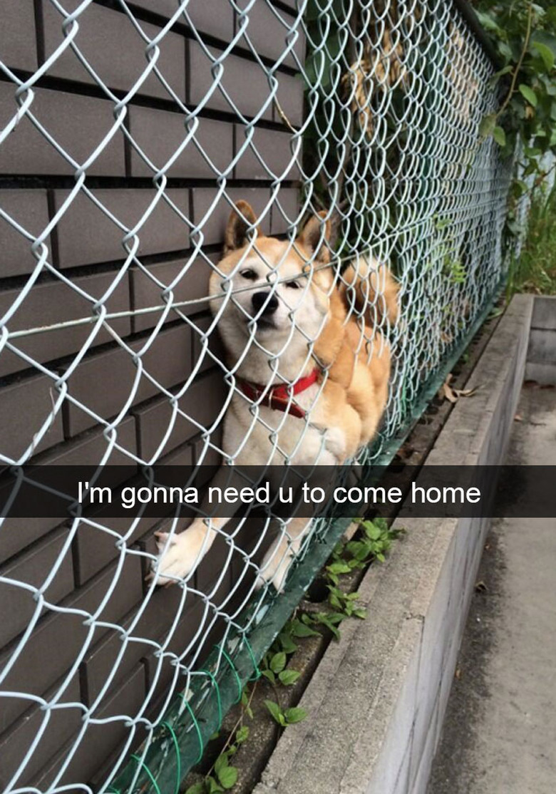 Dog got stuck in between fence and wall.