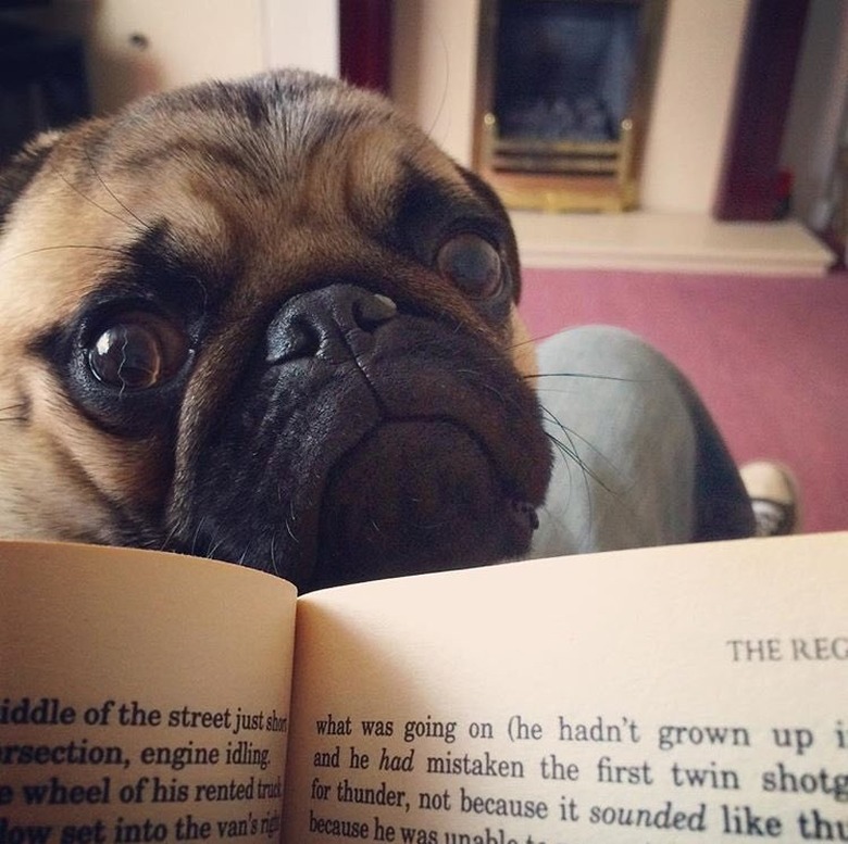 pug dog has suspicious look on face