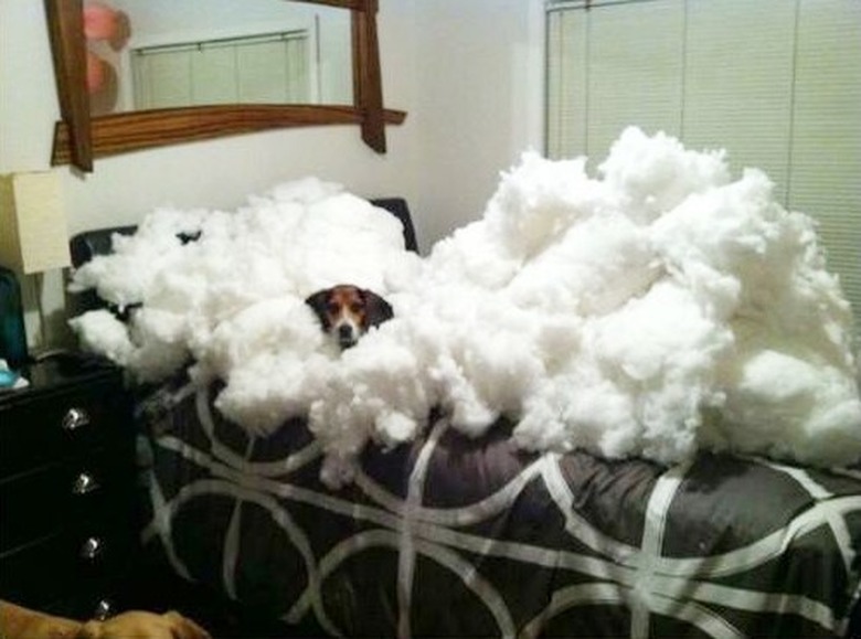 dog surrounded by couch stuffing