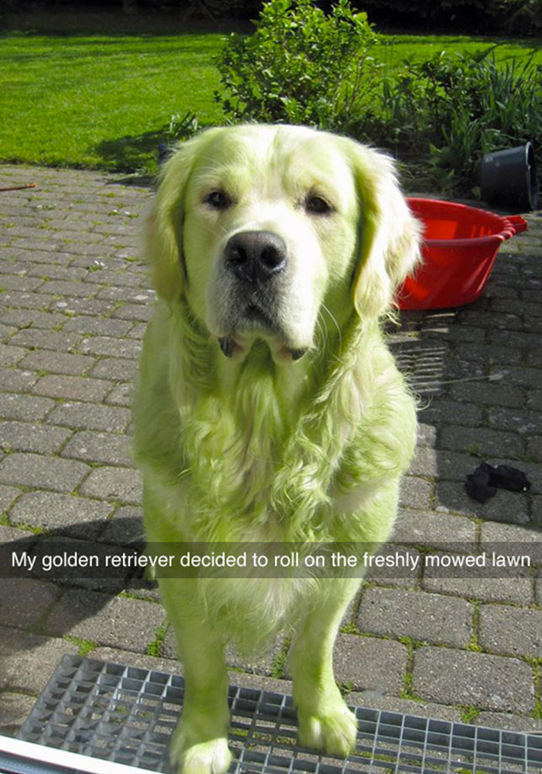 dog rolls around in freshly cut grass