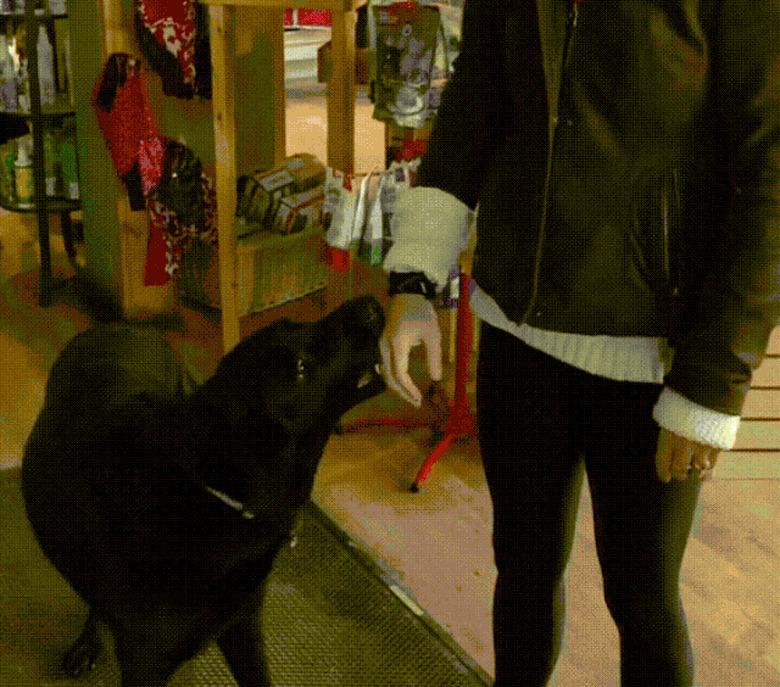 shop dog forces customers to give him snack