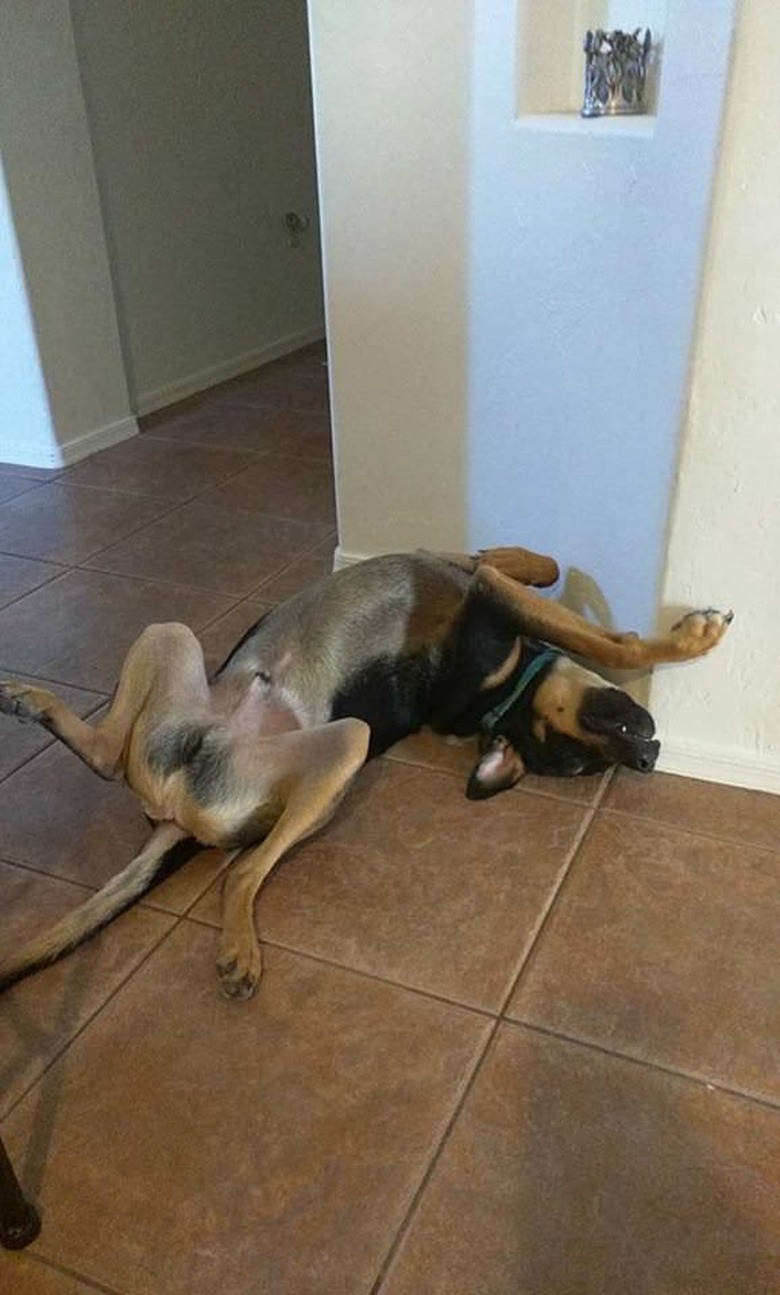 Dog lying on its back