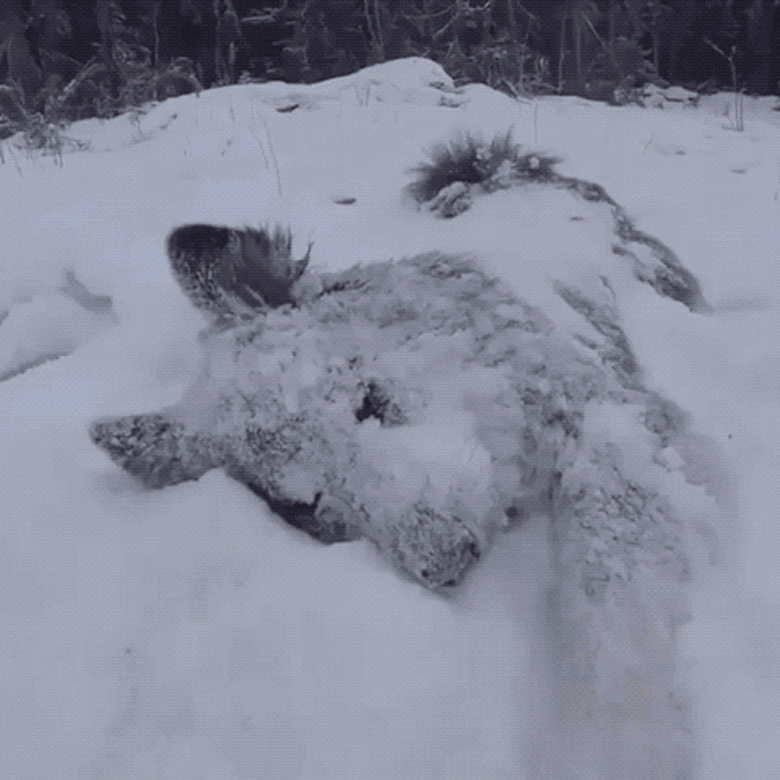 dog rolls in snow