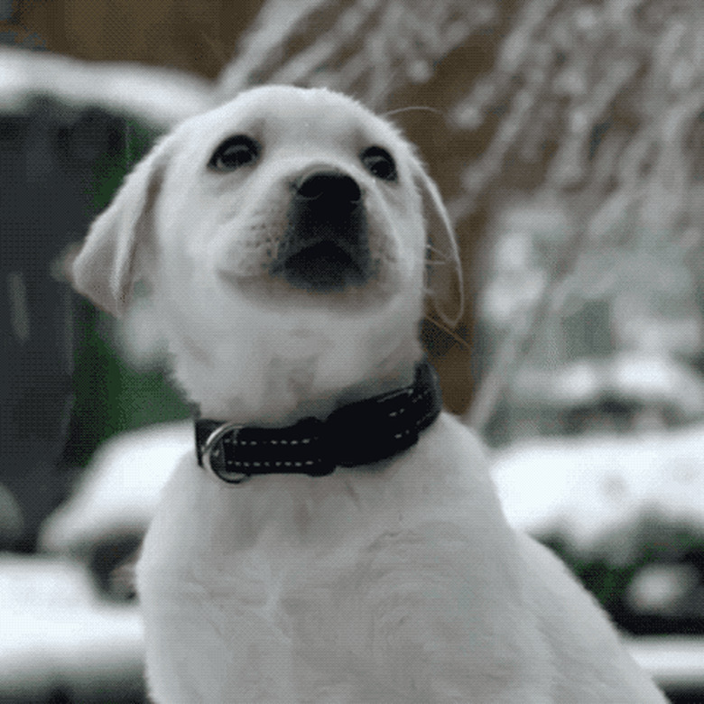 dog watching snow fall