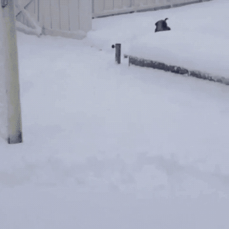 puppy climbs through snow drift