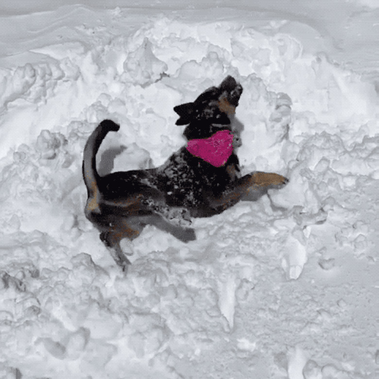 dogs playing in snow