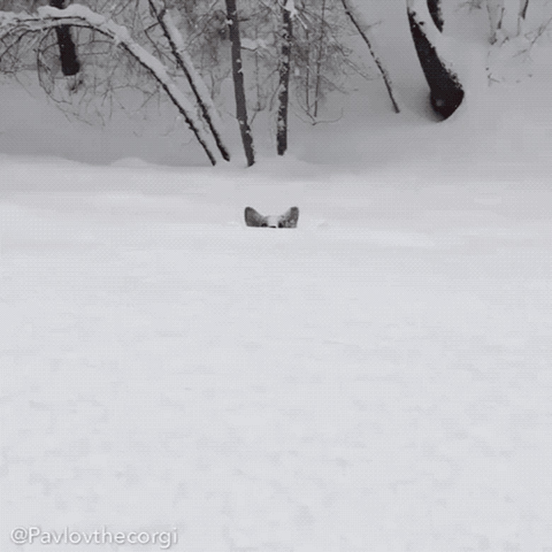 corgi running into snow pile