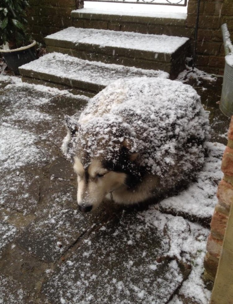 Curled up dog dusted with snow.