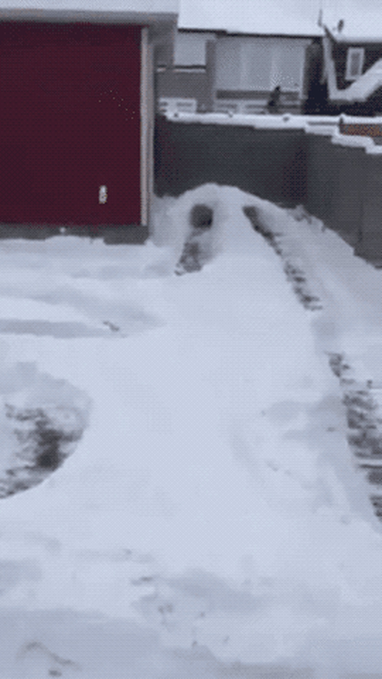 dog running in snow maze