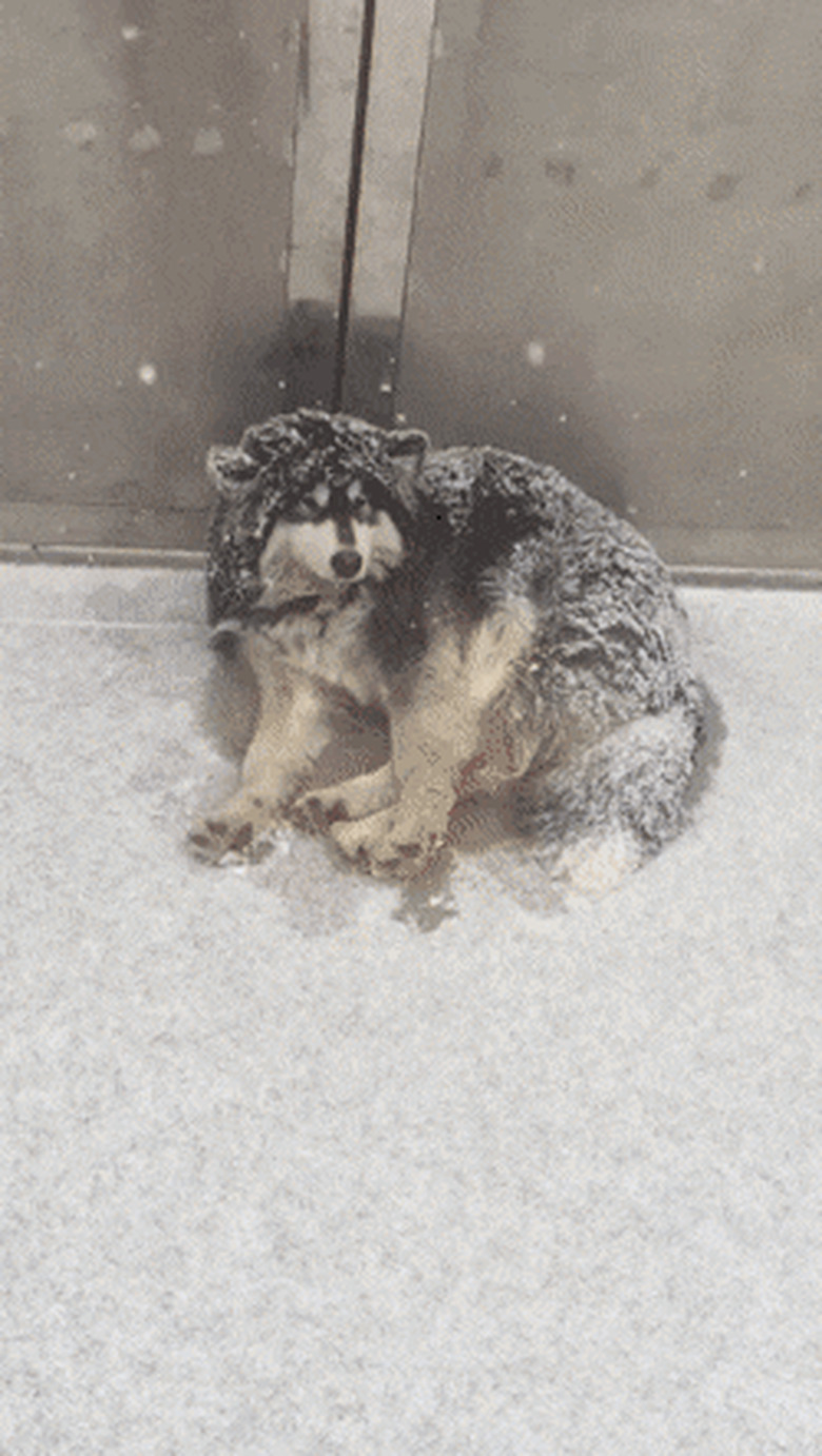 dogs sleeping in snow