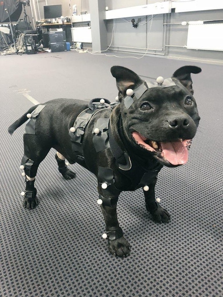 Dog wearing motion capture suit.