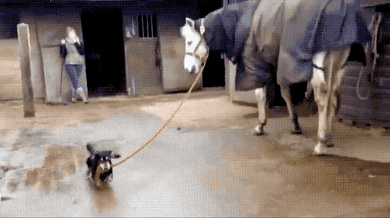 dogs walks horse