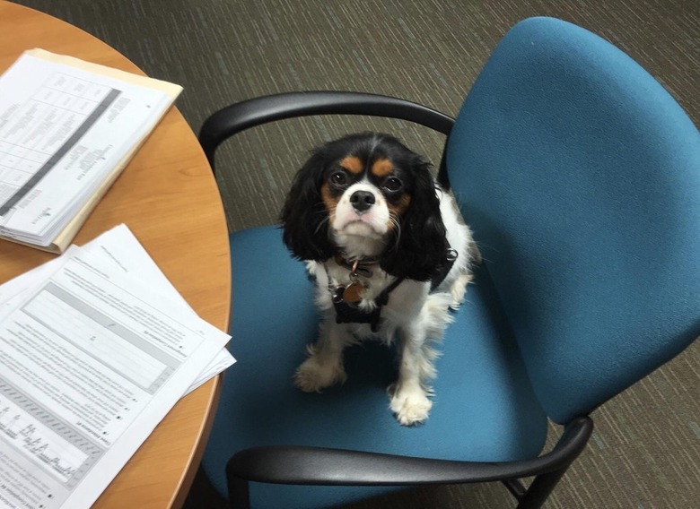 Dog sitting in chair with papers on table.