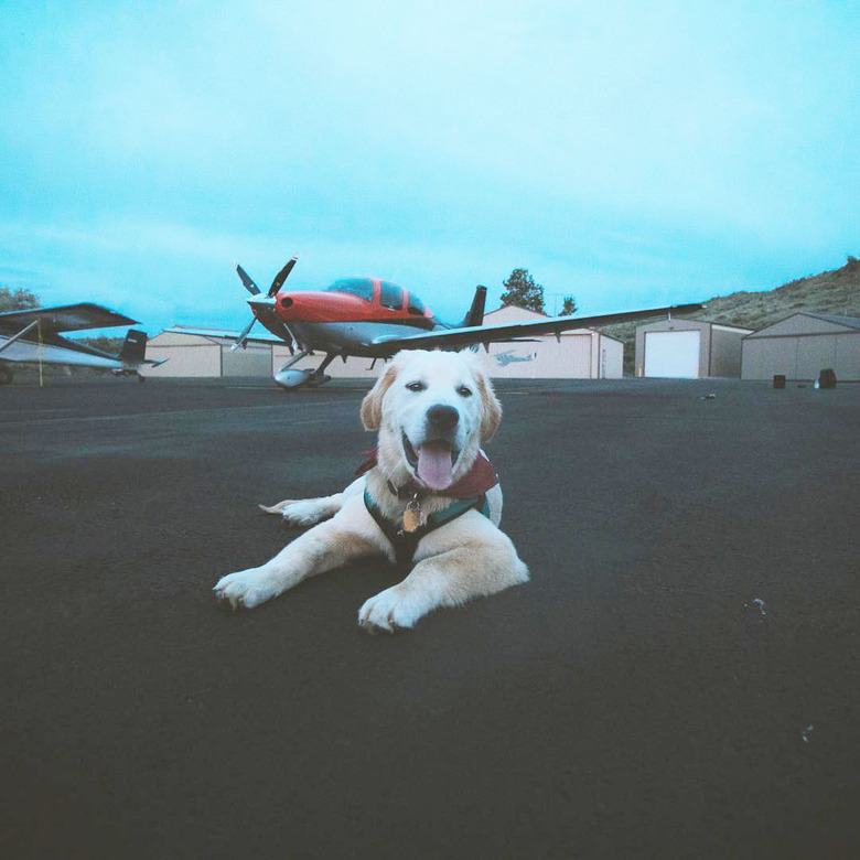 Dog in vest on tarmac.