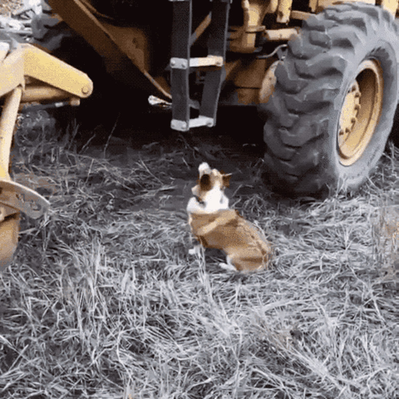 corgi on construction site