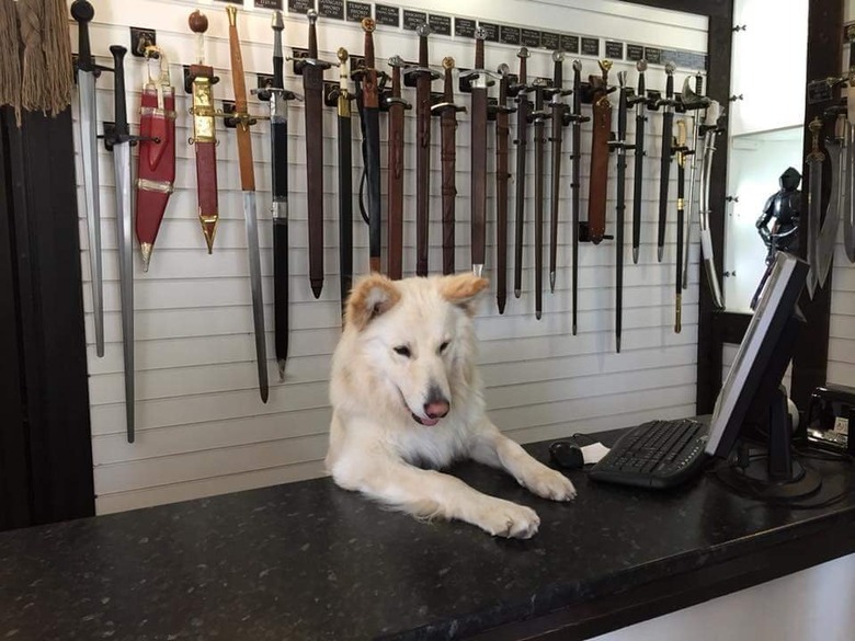 Dog behind counter of store selling swords.