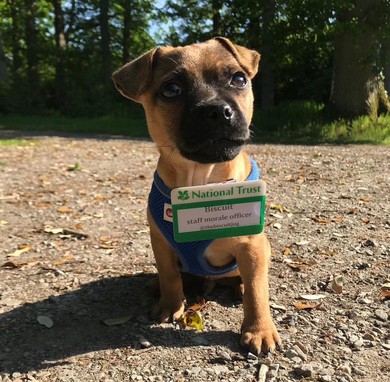 Dog wearing name tag that says 