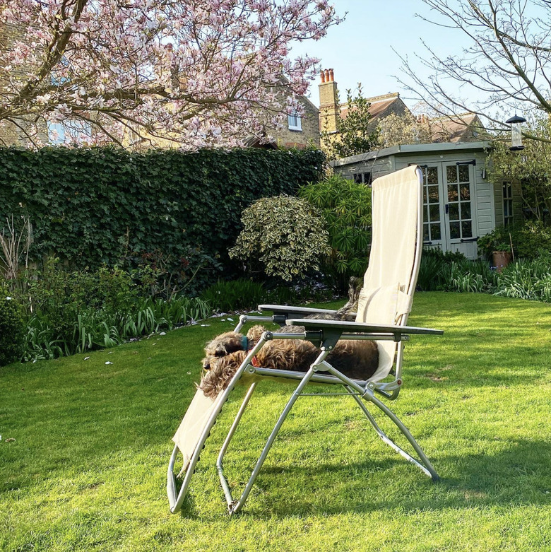 two dogs sunbathing on a lawn chair