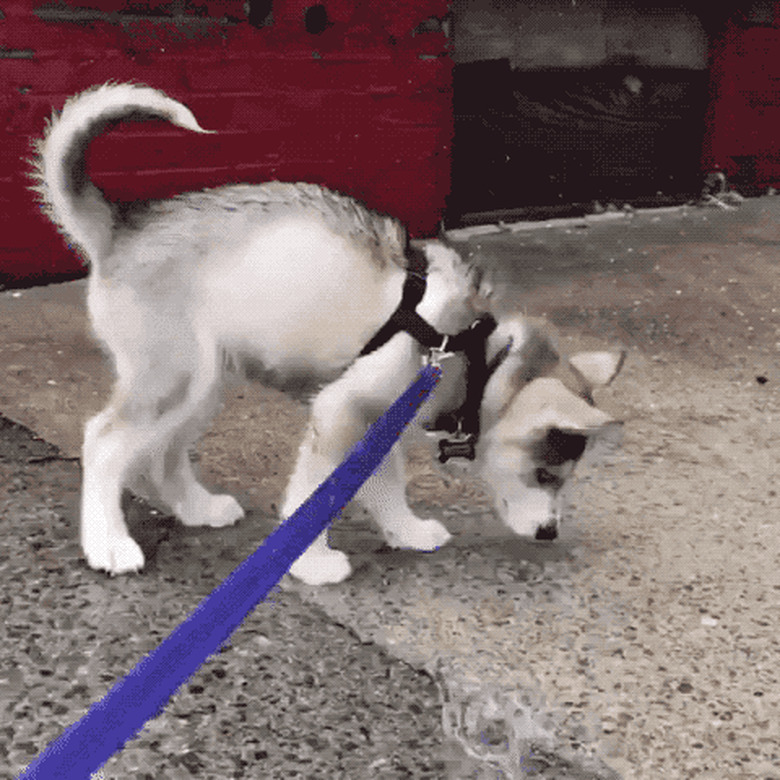 puppy trying to catch raindrops