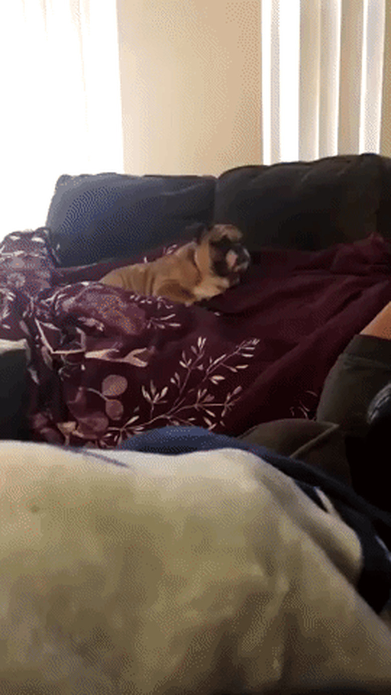 bulldog plops down next to man on couch