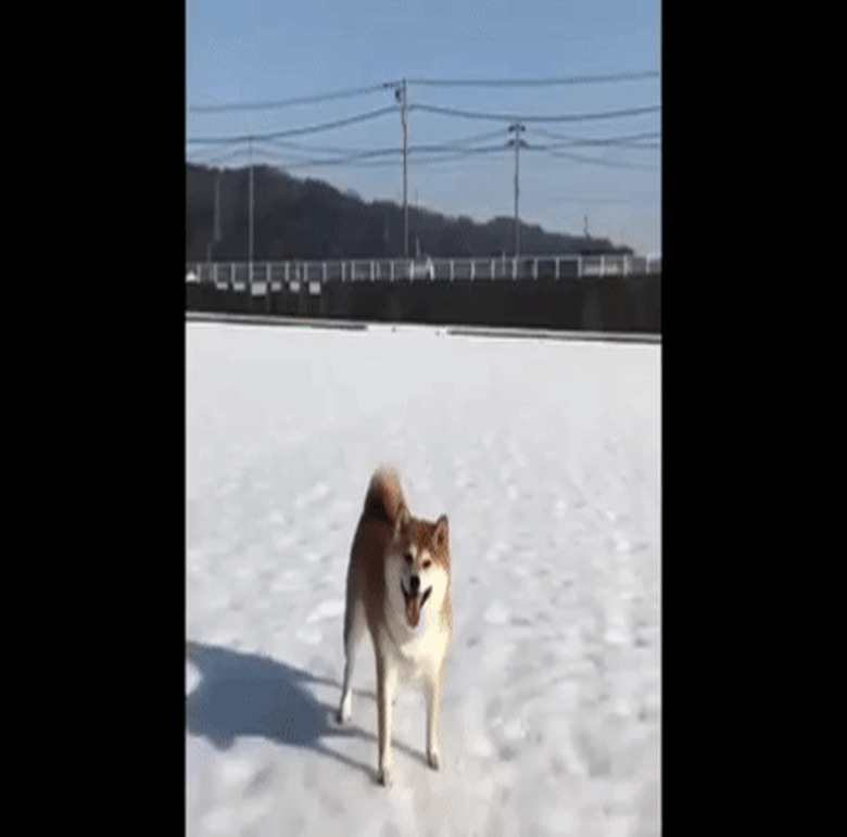 lazy dog doesn't want to catch ball