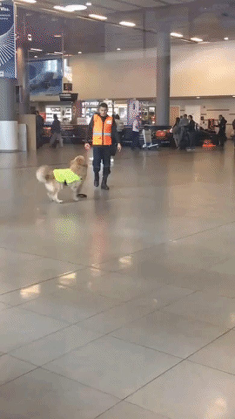 security dog at airport