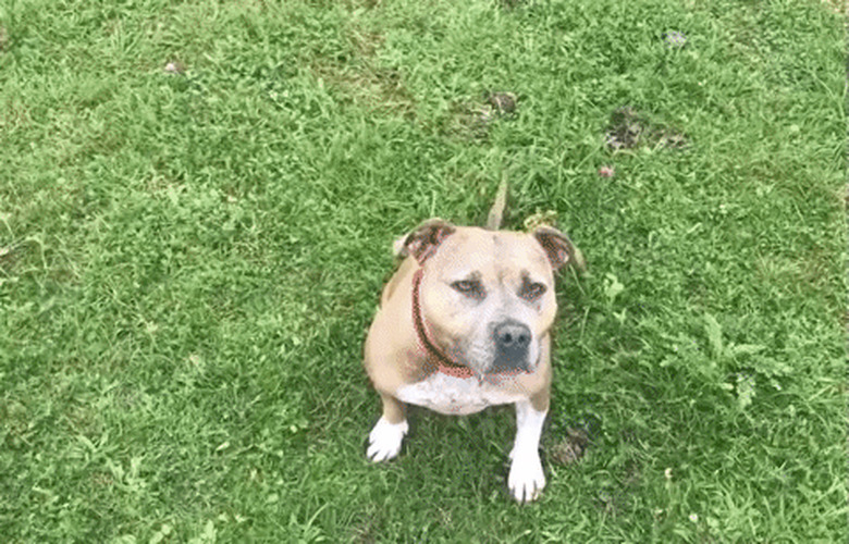 dog chases ball into water