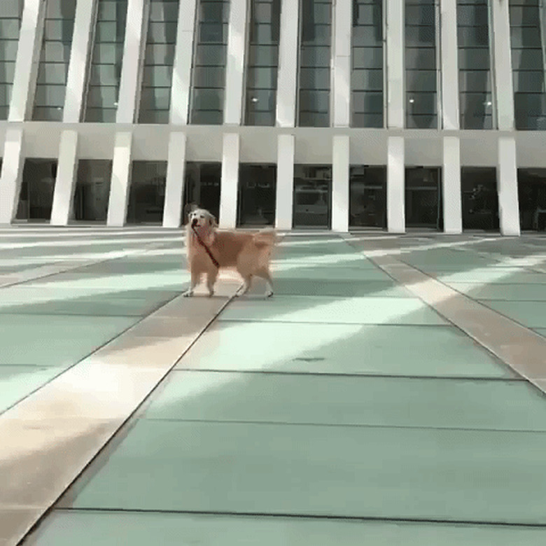 happy dog trotting with leash in mouth