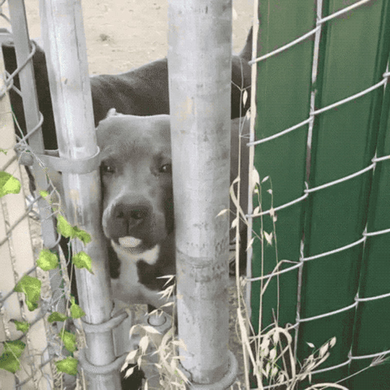 dogs greeting human arriving at work