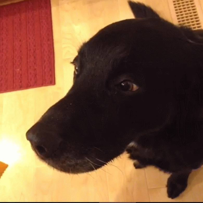 dog patiently eats Cheez-It