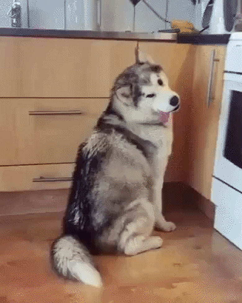 derpy dog would like snack