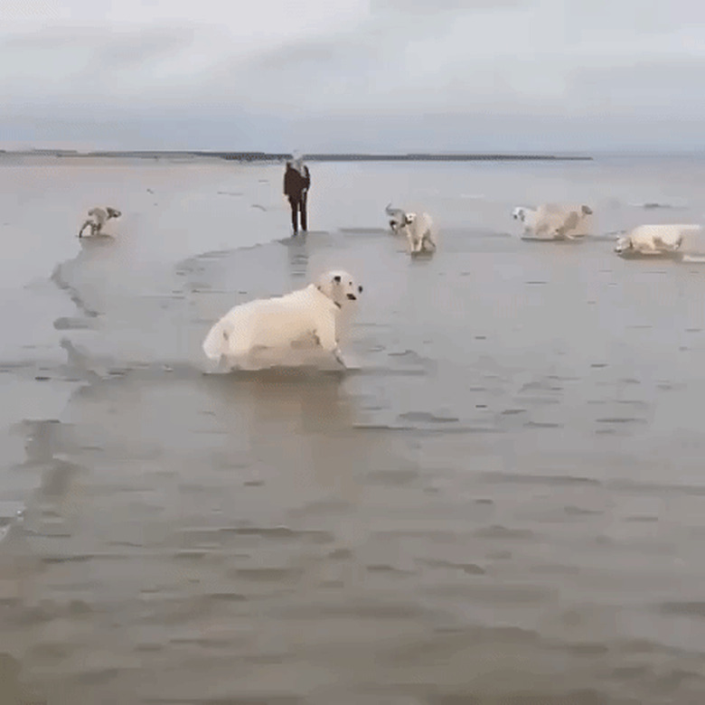 dogs at the beach