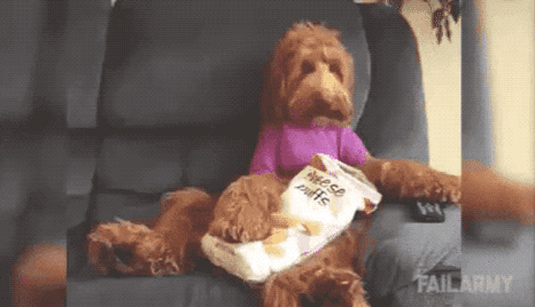 dog eating potato chips on couch