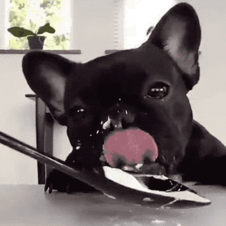 dog licks yogurt off spoon in slow motion