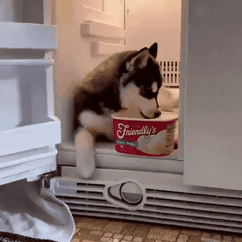 dog eats ice cream in fridge