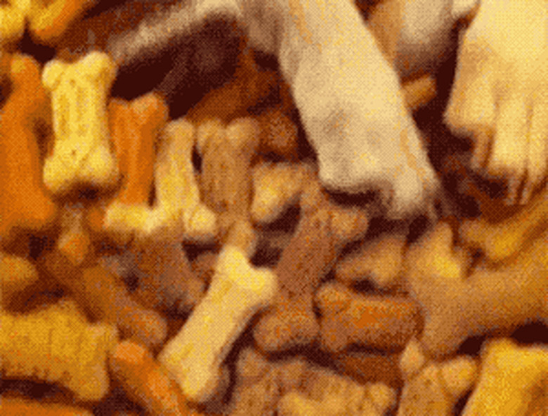 dog buried in a pile of treats