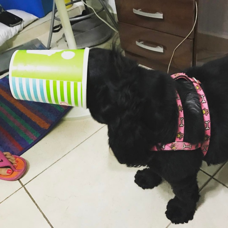 popcorn tub stuck on dog's head