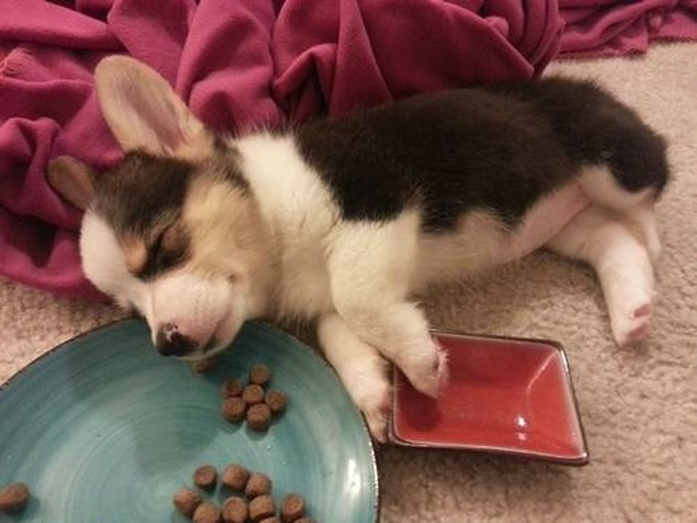 Puppy eating too much best sale