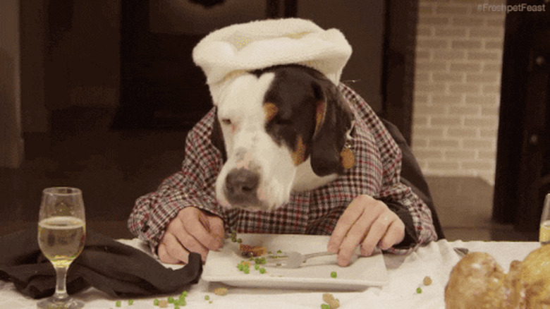 dog dressed as human eating food at table like a human