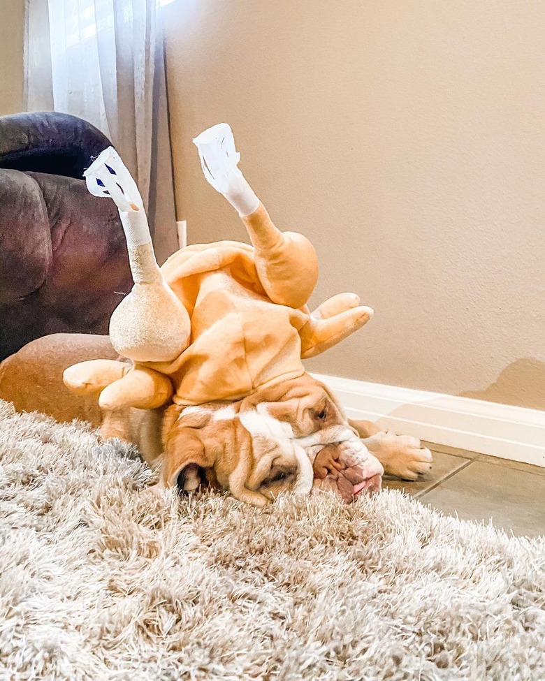 sleeping dog with stuffed turkey hat