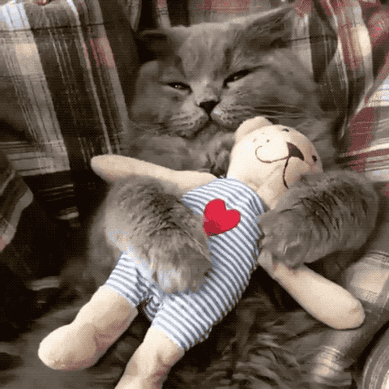 sleeping cat guards stuffed animal