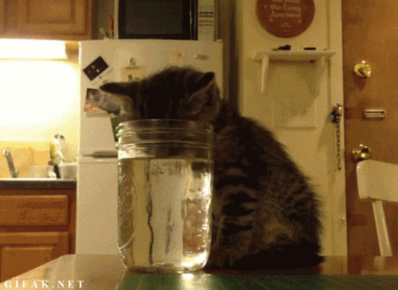 tired cat sleeping with head in glass of water