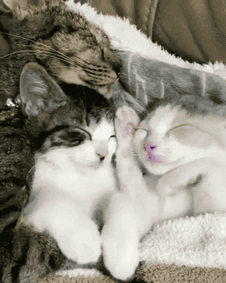 kittens sleeping with mom cat