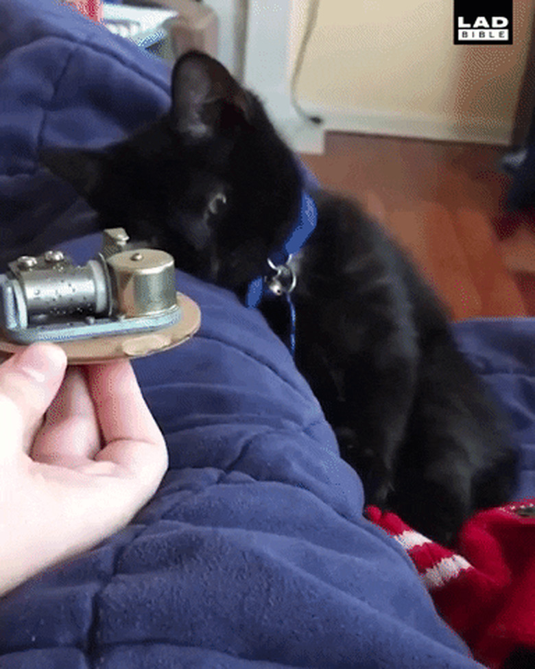 kitten enchanted by music box