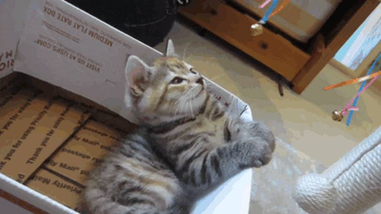 sleepy kitten lulled to sleep by dangling chain